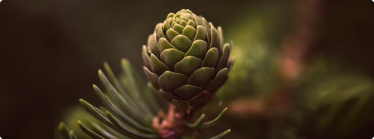 Growth Solutions